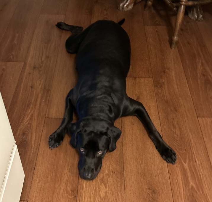 Photo of Nova