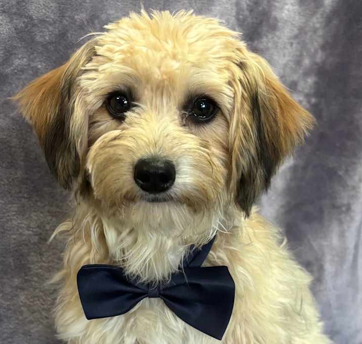 Photo of Bogart
