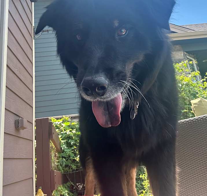 Photo of Brody