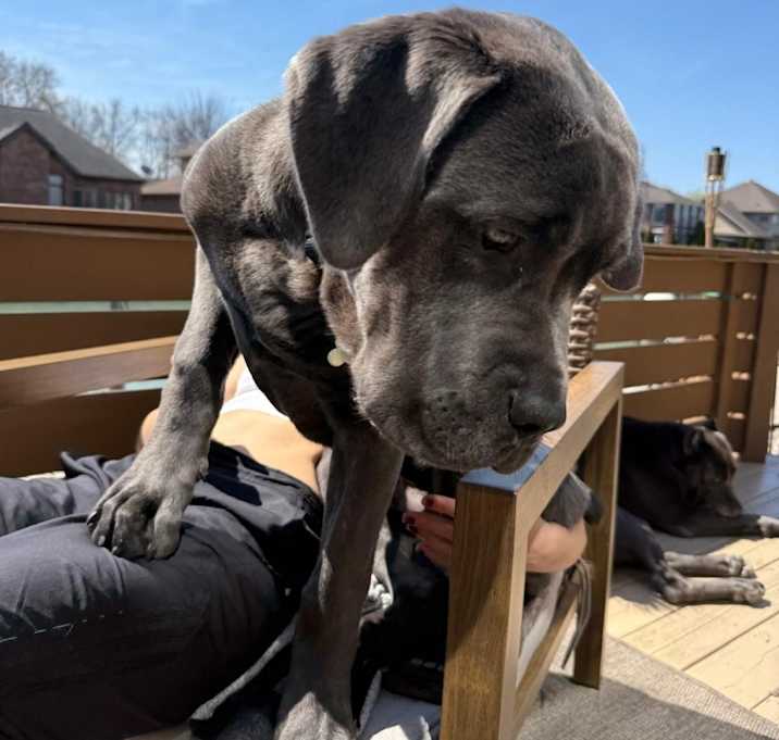 Photo of Koa