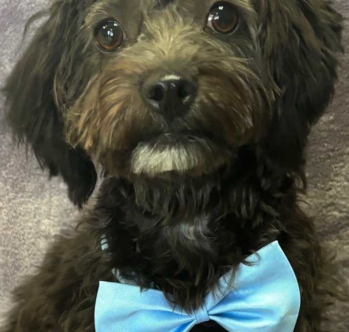 Photo of Brinley