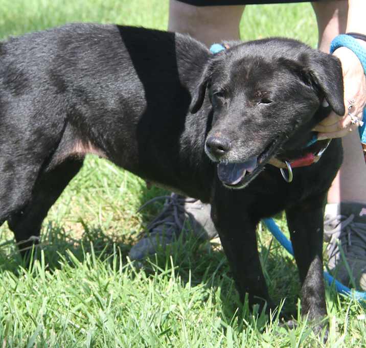 Photo of Aggie aka Agatha (Spayed)