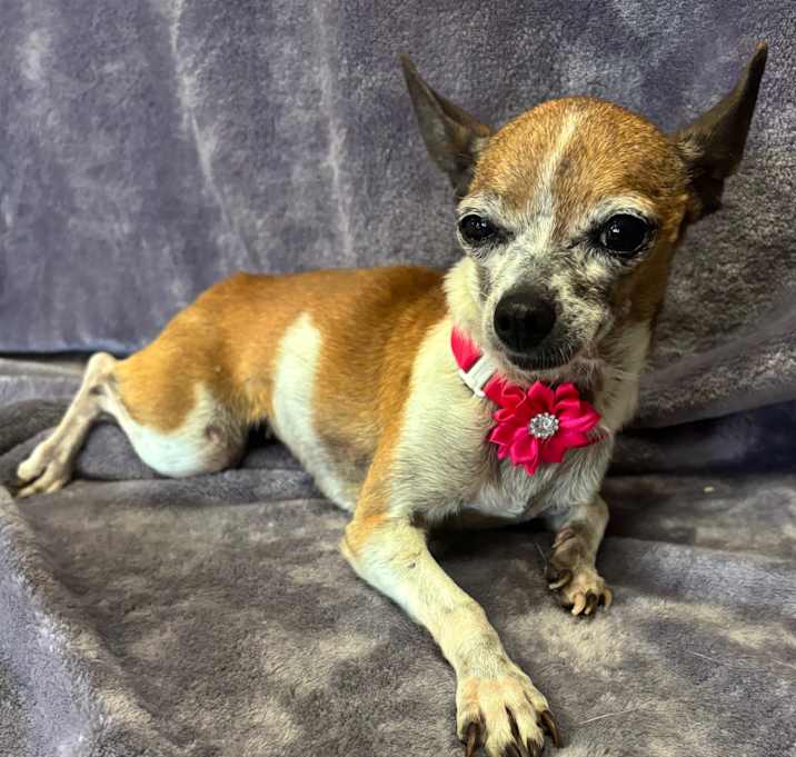 Photo of Sweetie