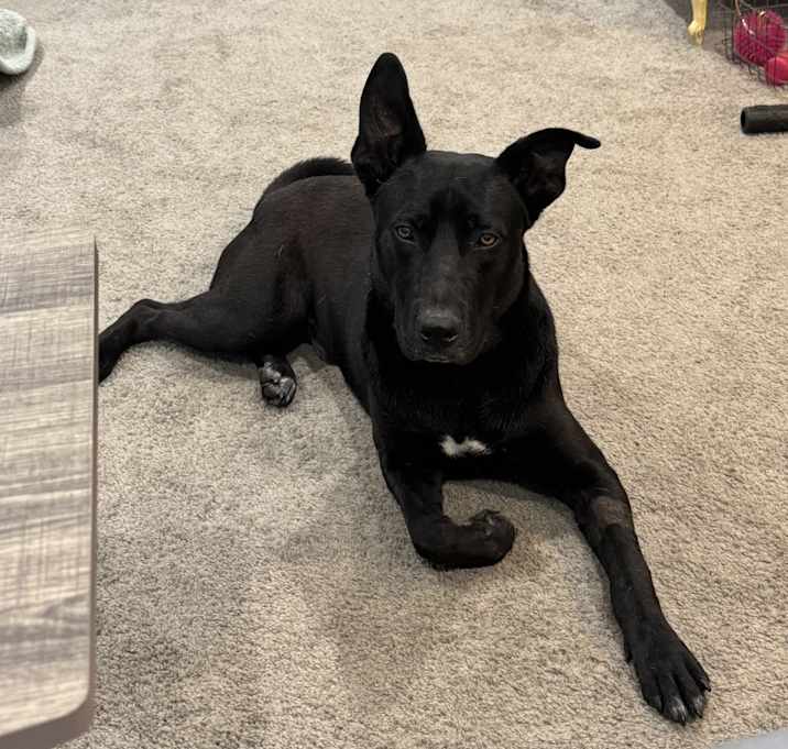 Photo of Jax