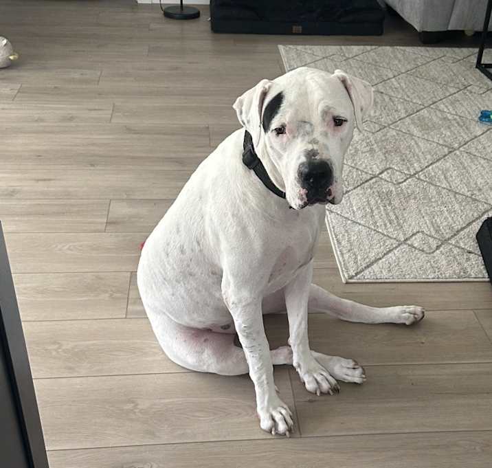 Photo of Bella
