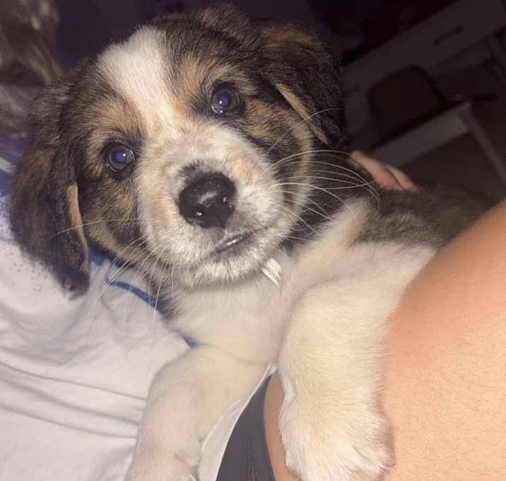 Photo of Rocco