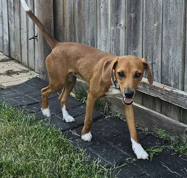 Photo of Frankie