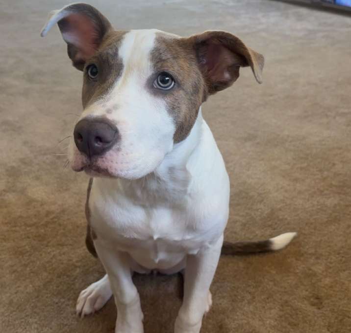 Photo of Scarlett