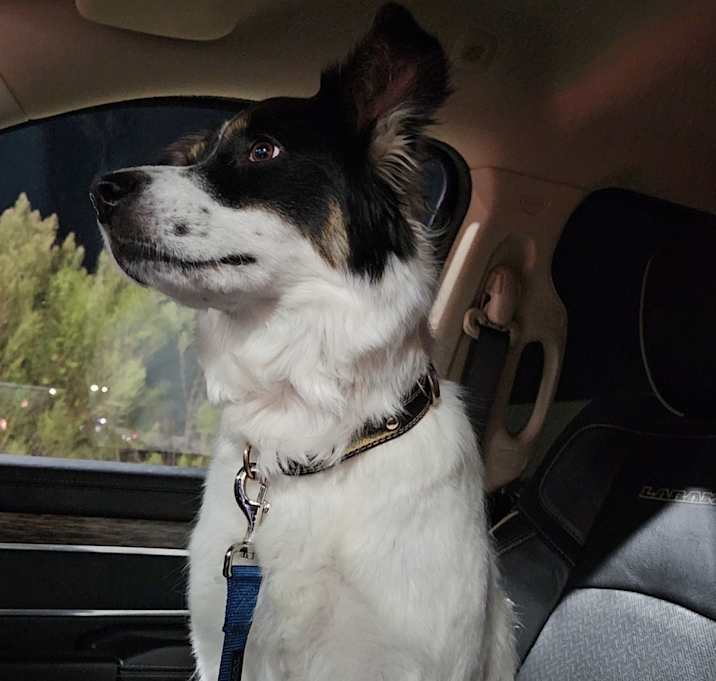 Photo of Dosey
