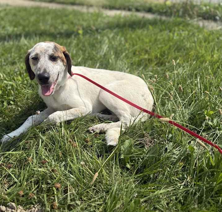 Photo of Daisy