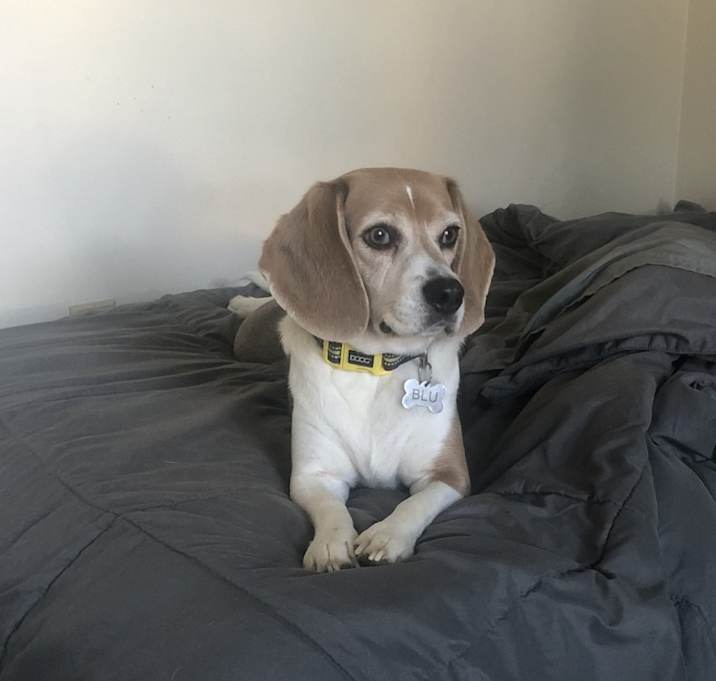 Photo of Blu
