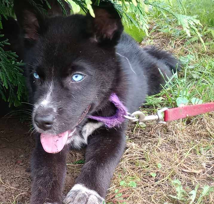 Photo of Bo