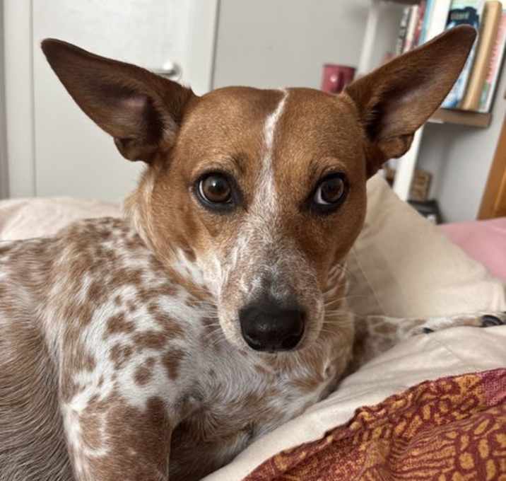 Photo of Ginger - URGENT