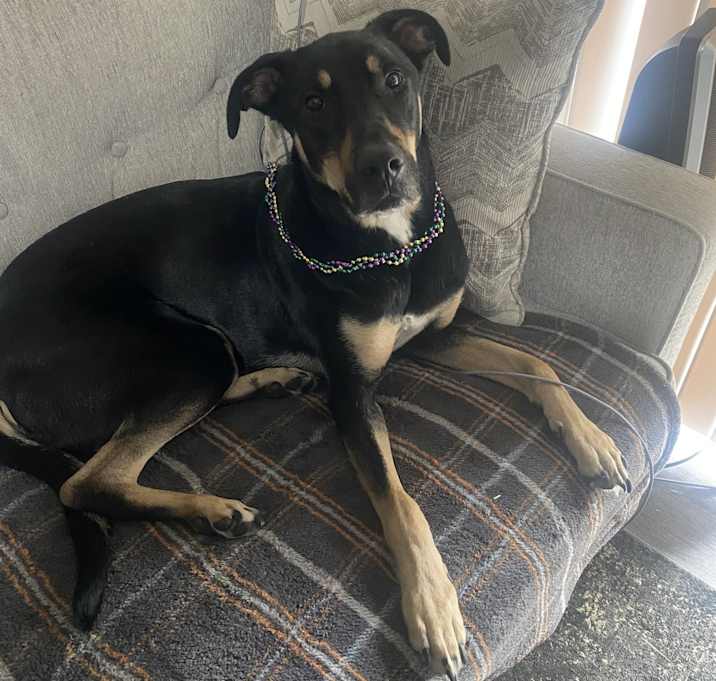 Photo of Trapper