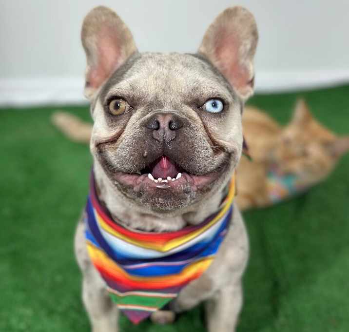 Photo of Mookie