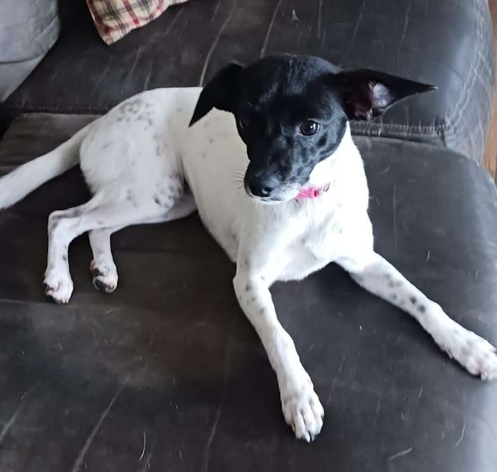 Photo of Pepper