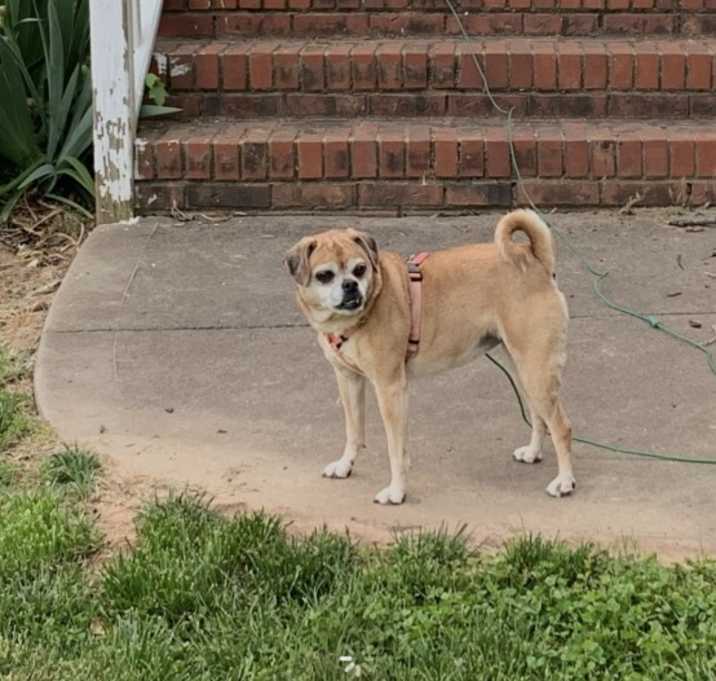 Photo of Daisy