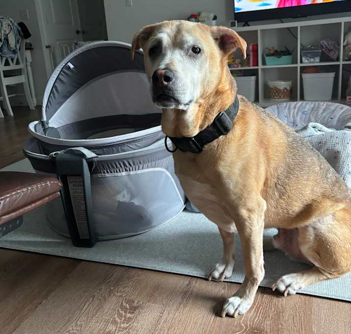 Photo of Bosco
