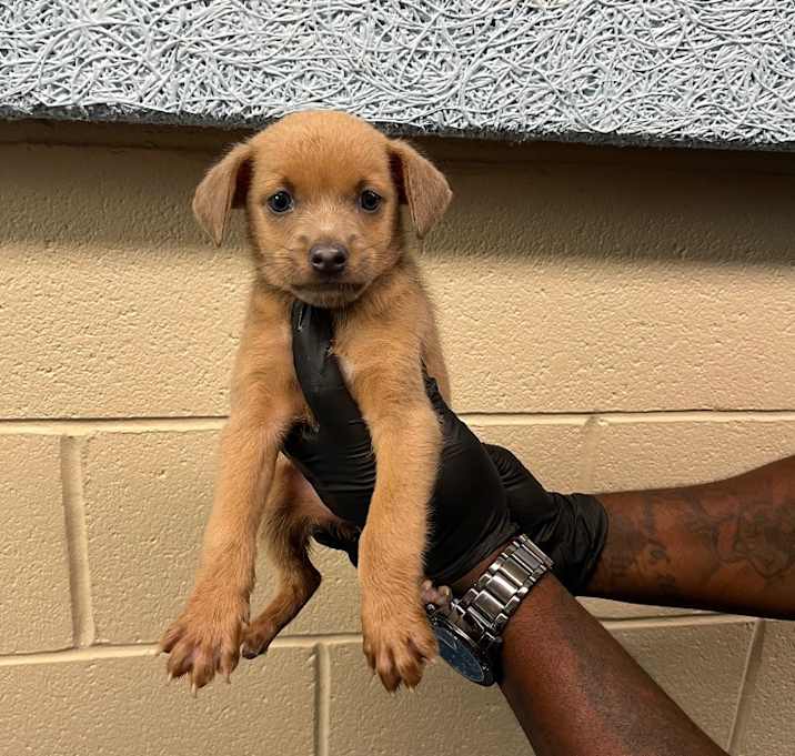 Photo of Rowdy