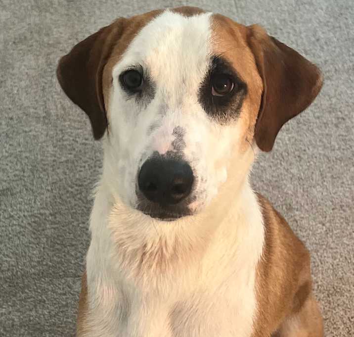 Photo of Buddy