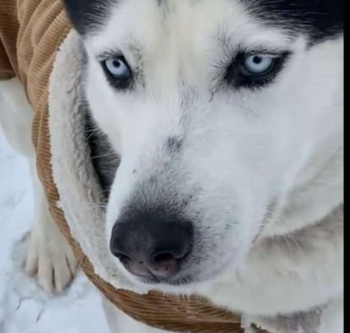 Photo of Hachi