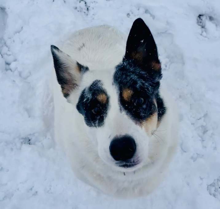 Photo of Chuchis