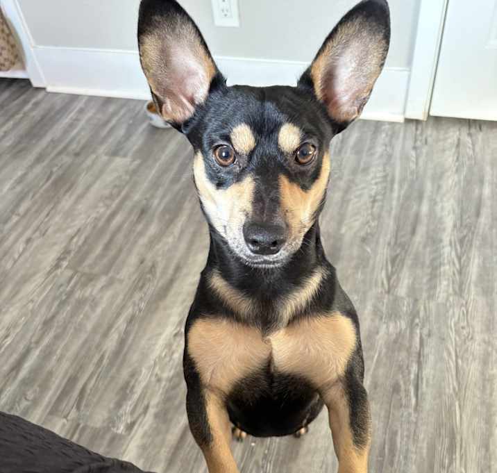 Photo of Chico
