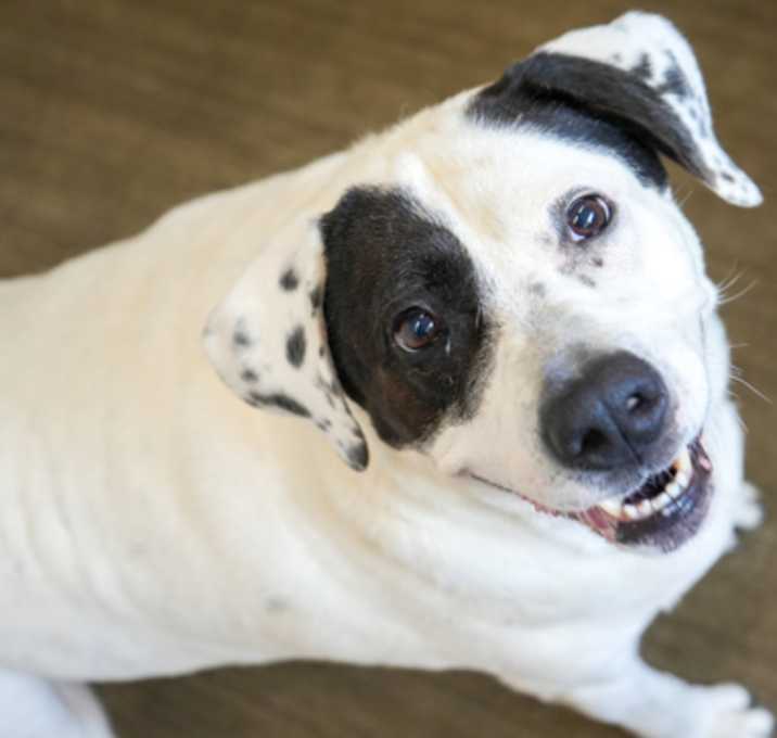 Photo of Gracie