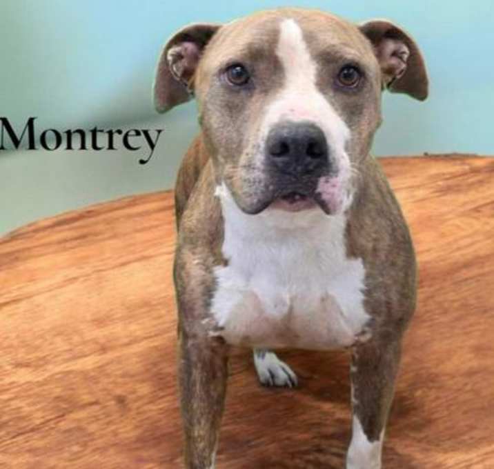 Photo of Montrey