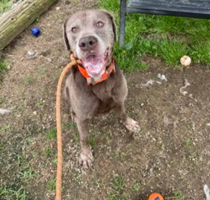 Photo of Brutus
