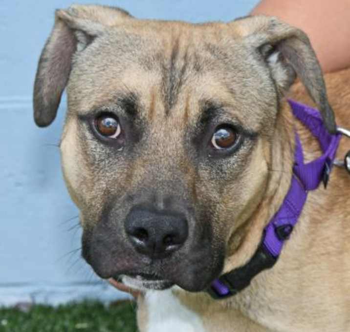 Photo of Scooter