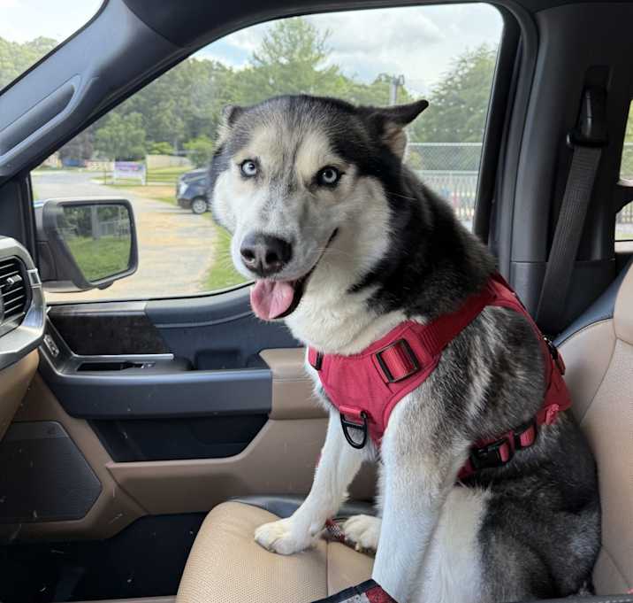 Photo of Kora