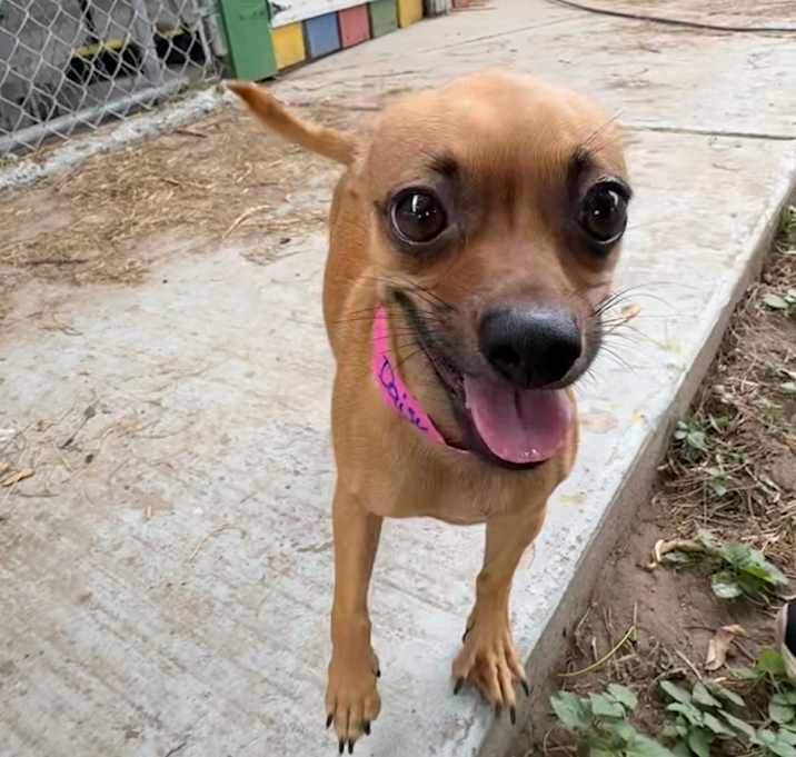 Photo of Daisy