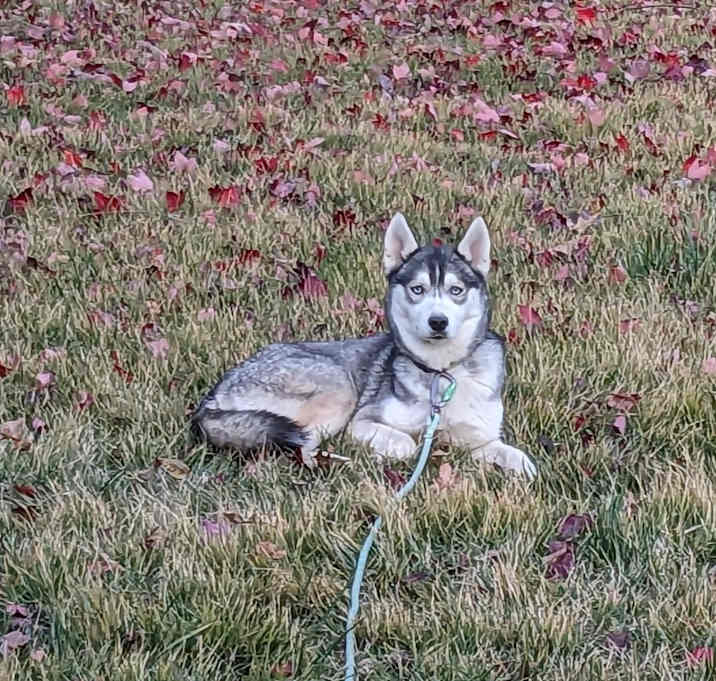 Photo of Gamora