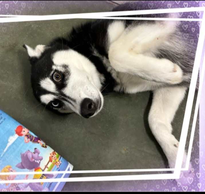 Photo of Roxy