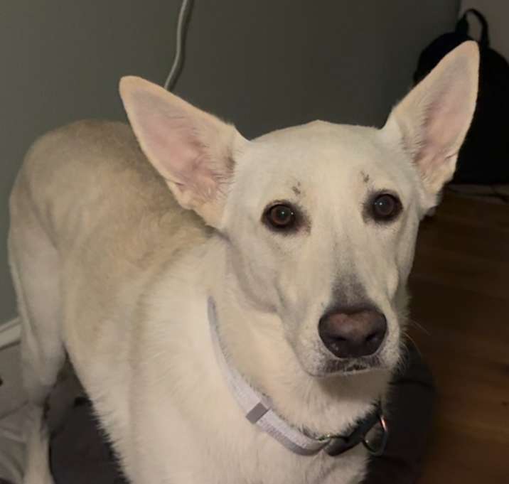 Photo of Sierra