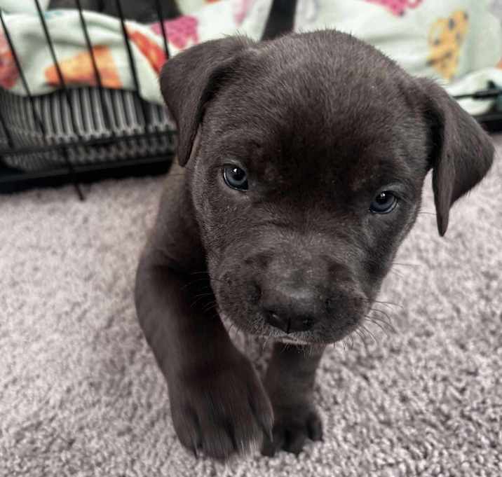 Photo of Layla