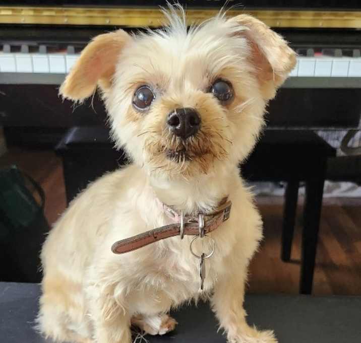 Photo of Little Chicken