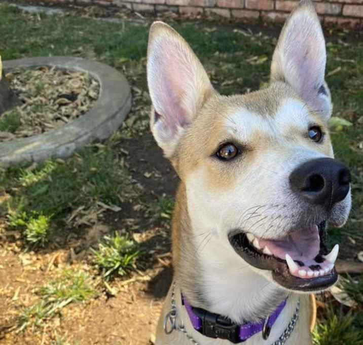 Photo of Maple