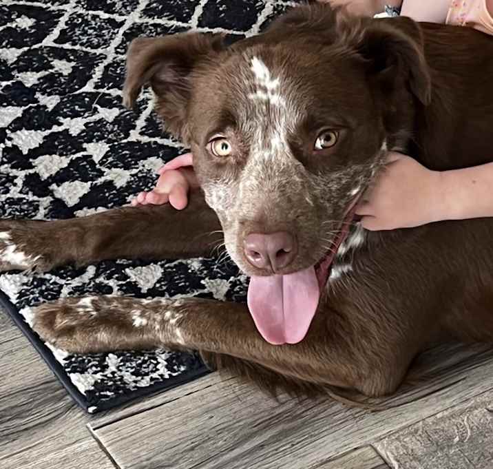 Photo of Barkley