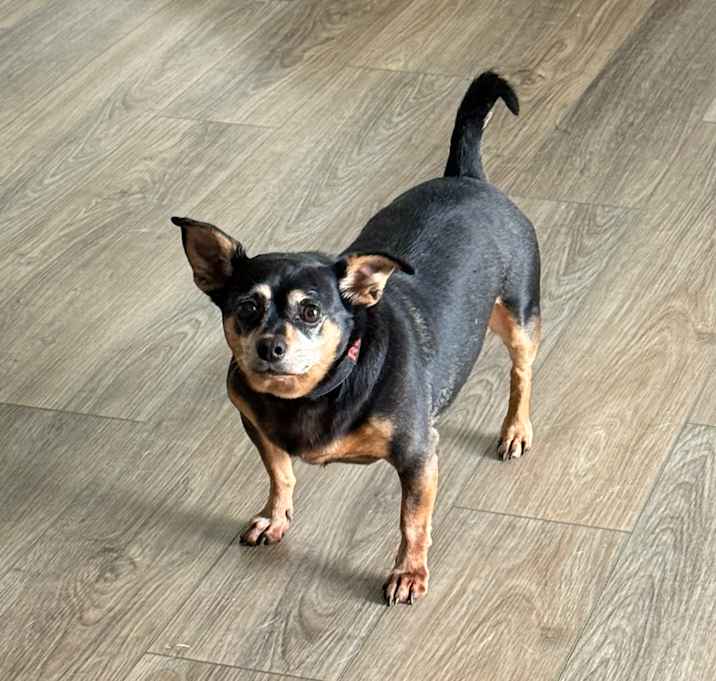 Photo of Rocky