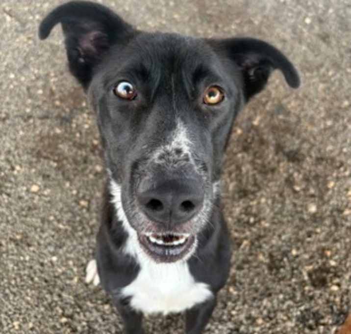 Photo of Wrangler