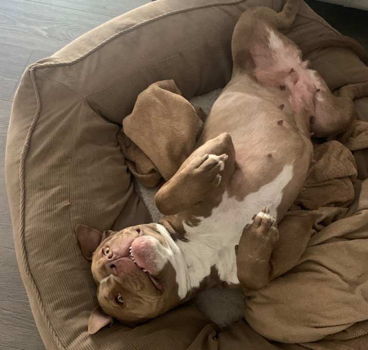 Photo of Dodger