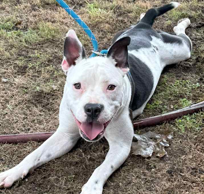 Photo of Tilly