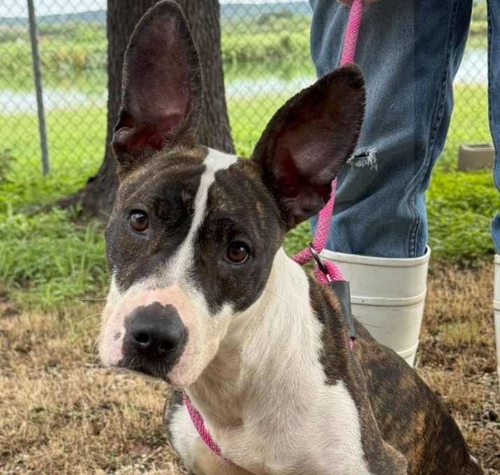 Photo of Delilah