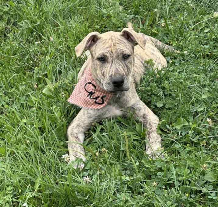 Photo of Gus