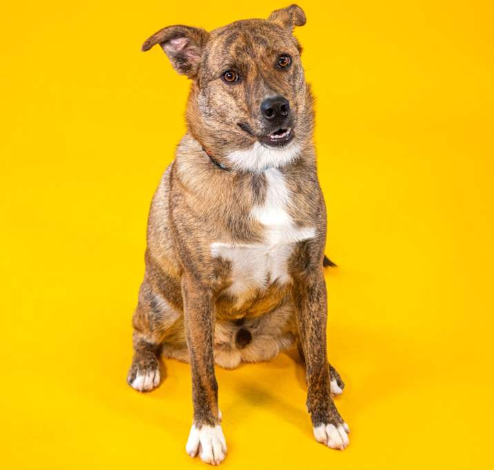 Photo of Yogi