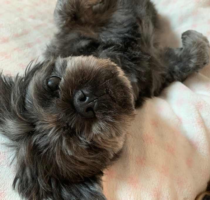 Photo of Schmitty