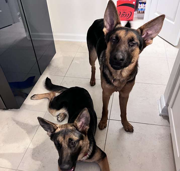 Photo of Kora and Star
