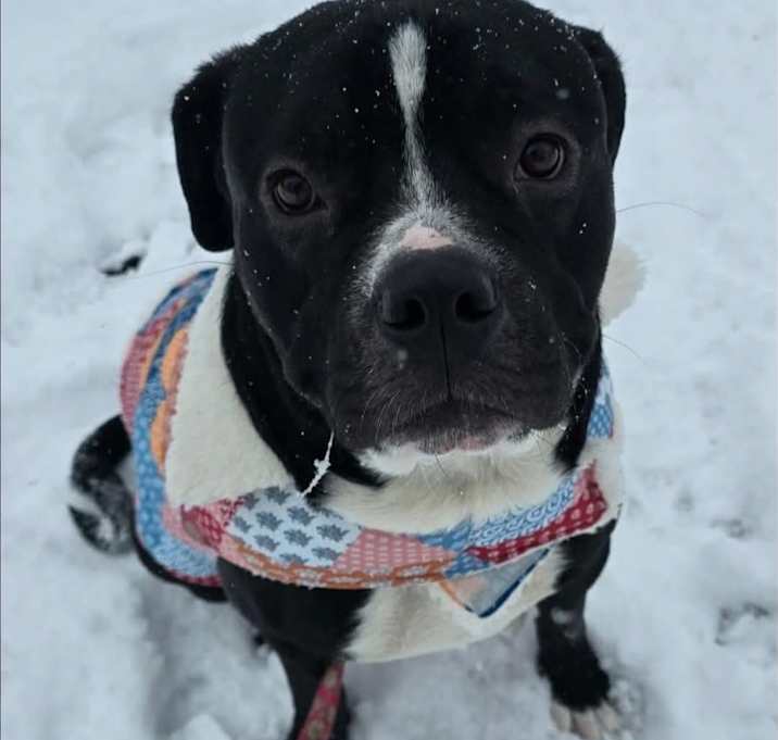 Photo of Chewy